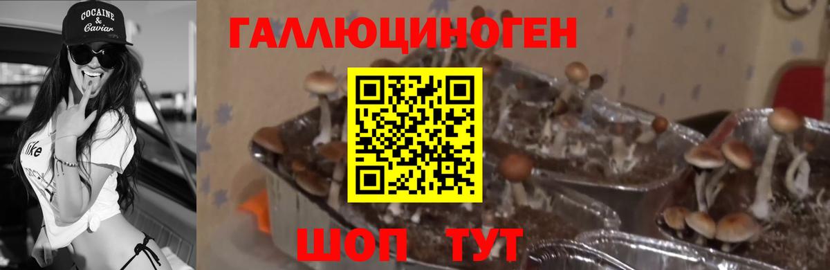 Галлюциногенные грибы Psilocybe Электросталь